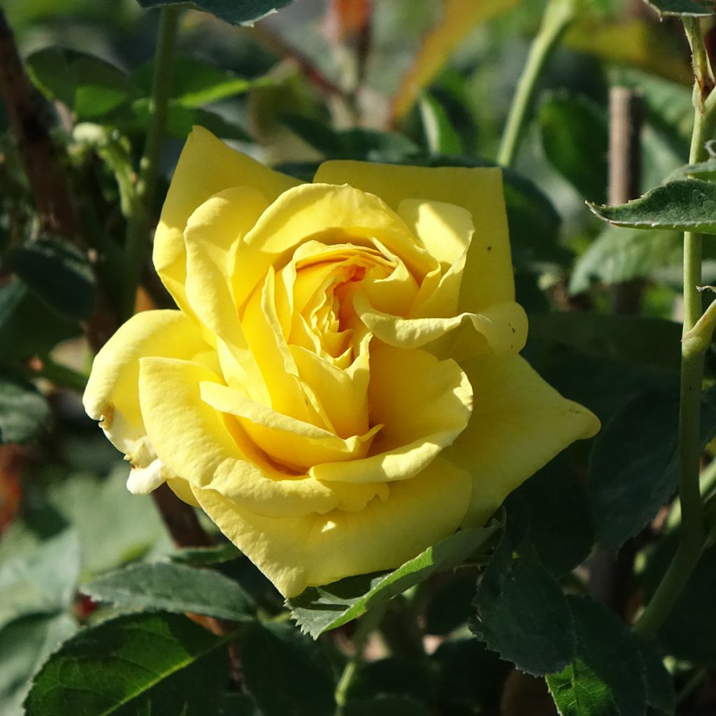 Rosal Carte d'Or