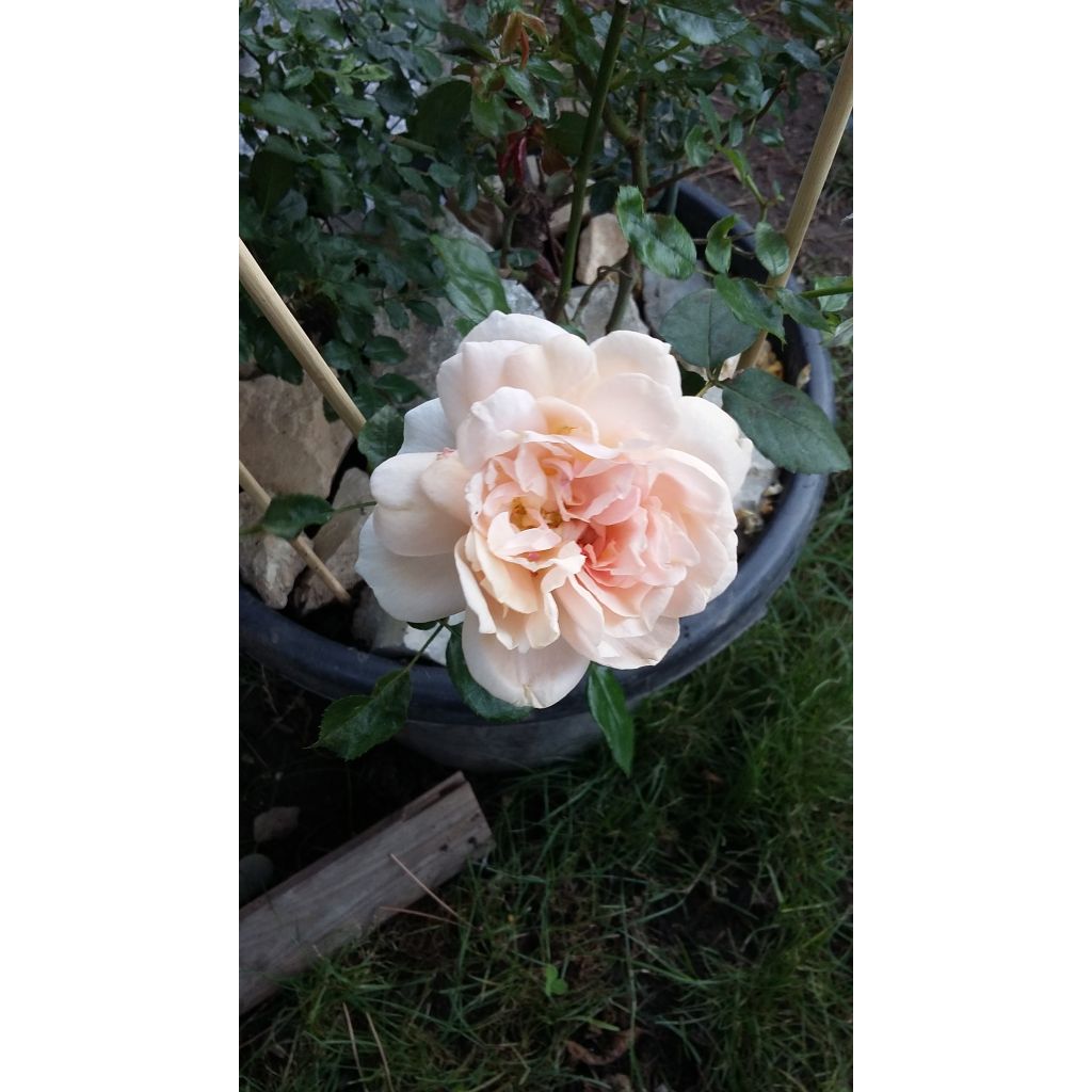 Rosal Garden of Roses