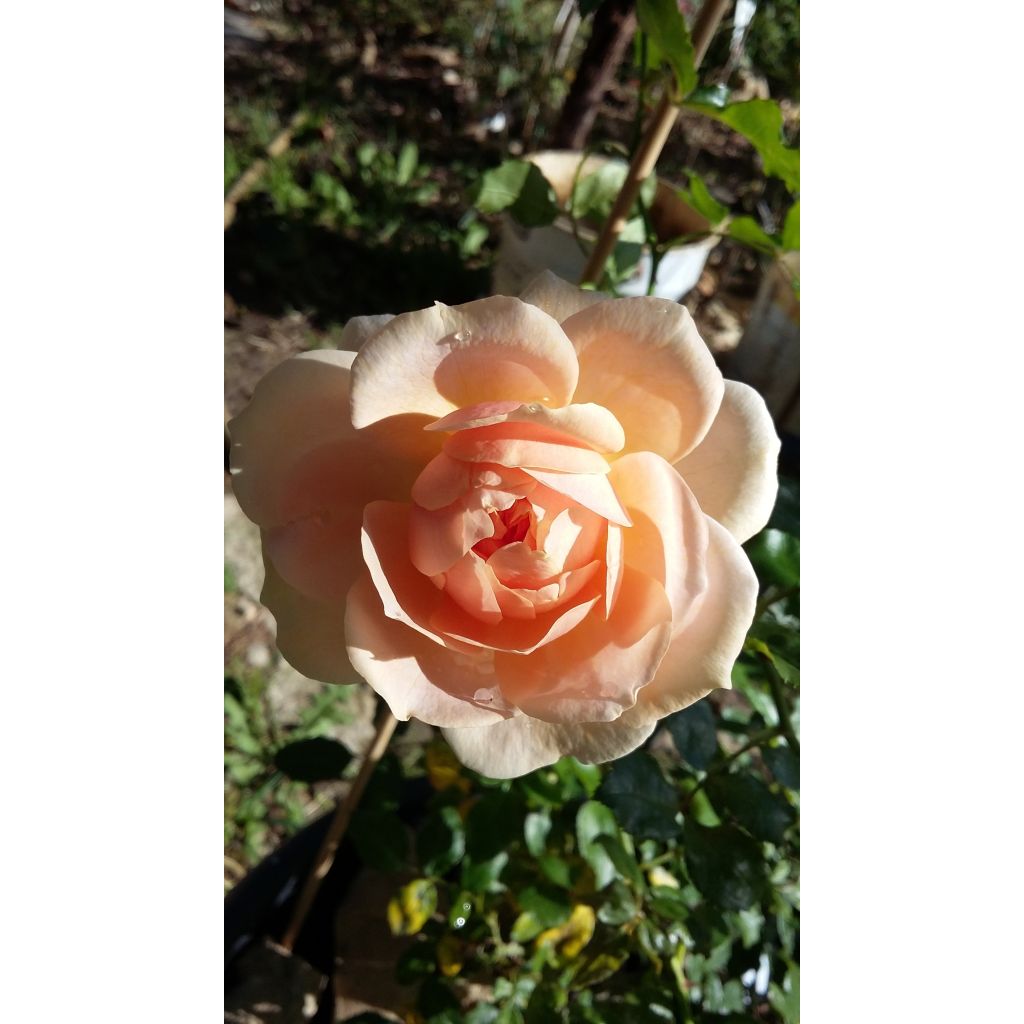 Rosal Garden of Roses