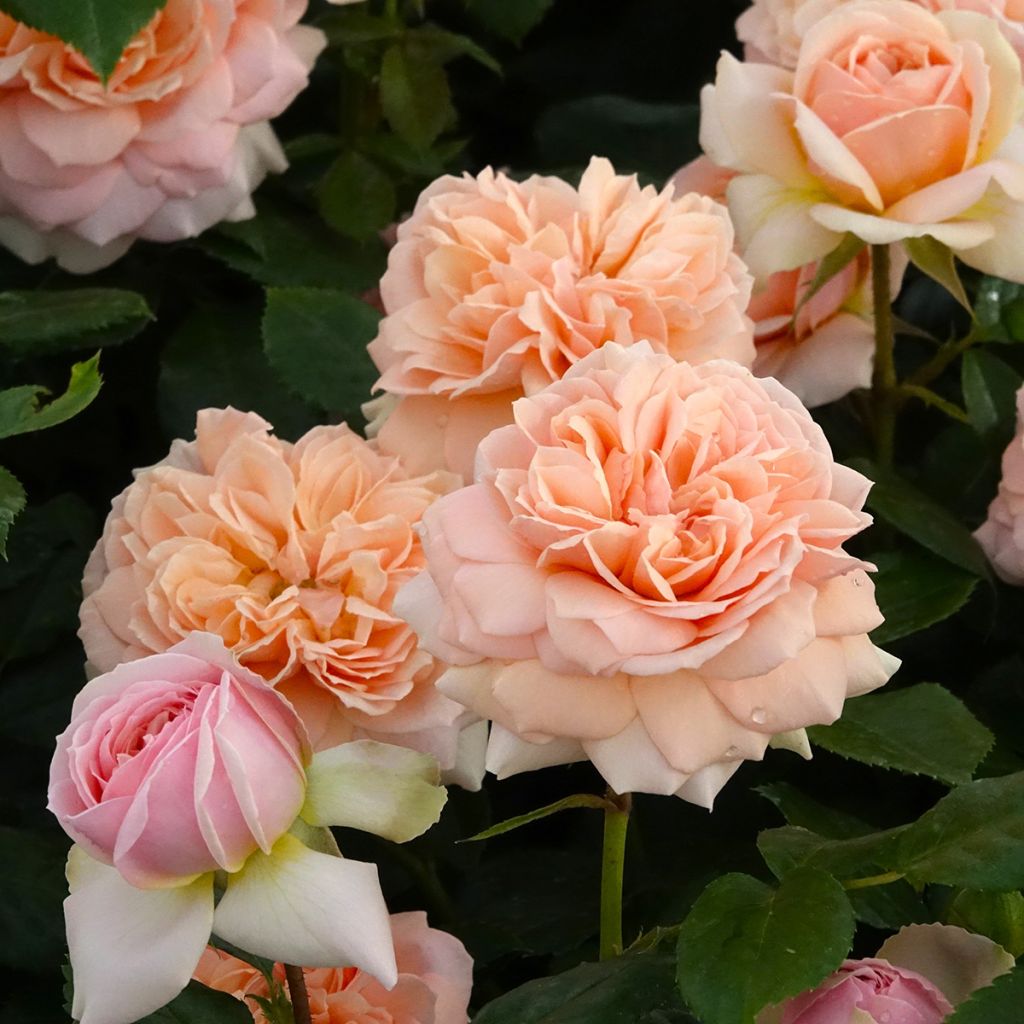 Rosal Garden of Roses