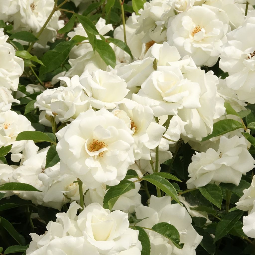 Rosal Paisajista Iceberg