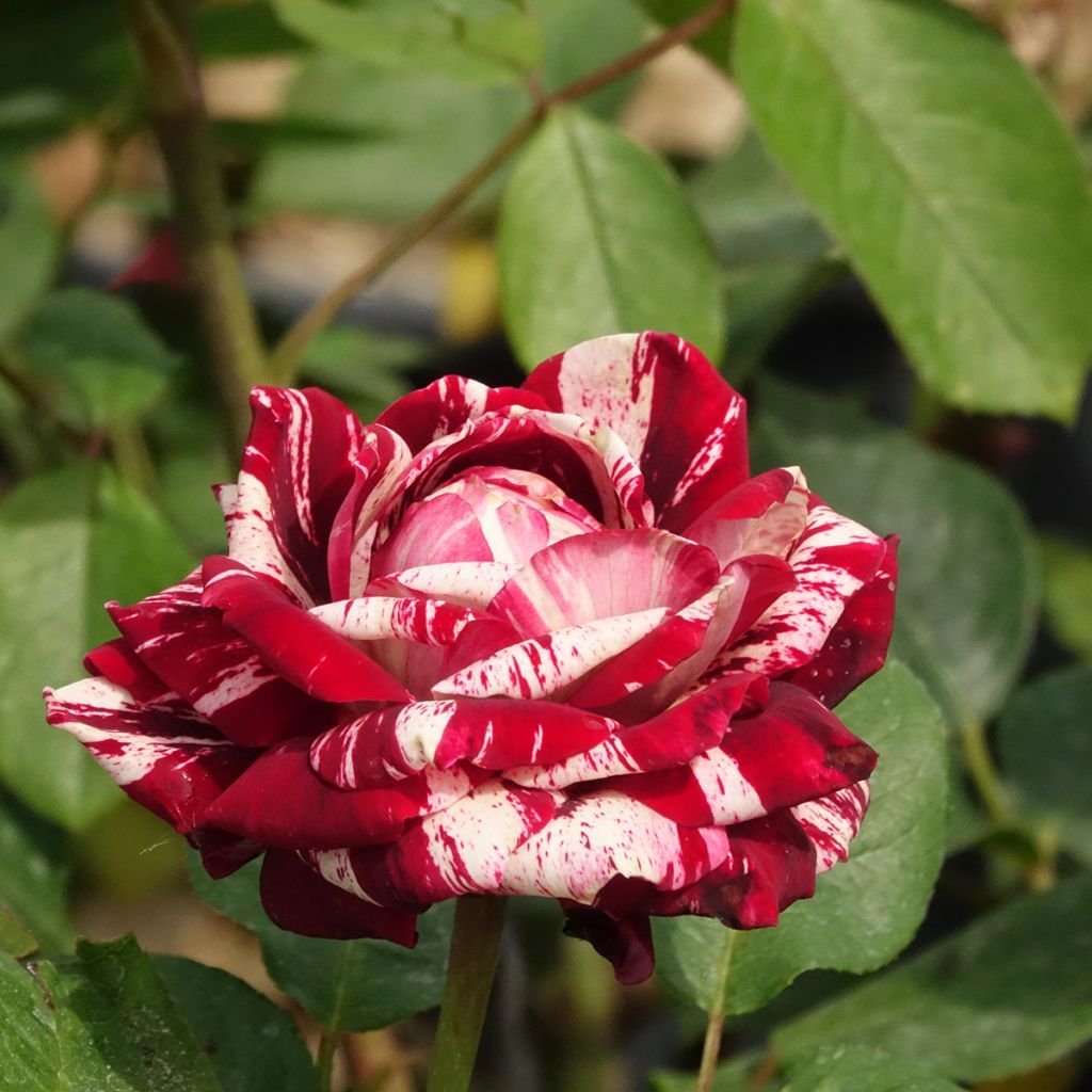 Rosal Julio Iglesias Meistemon