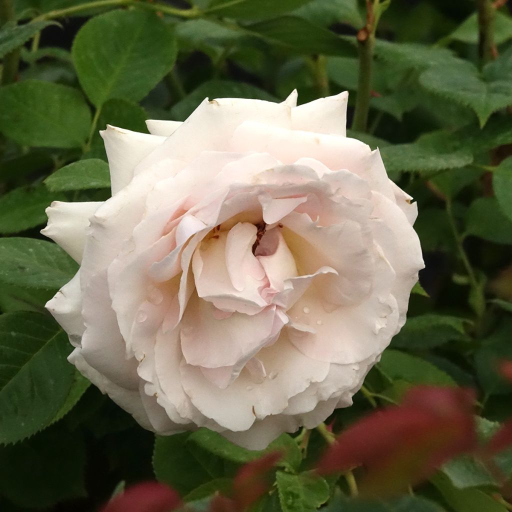 Rosal La Sauvagine Terre et Passion