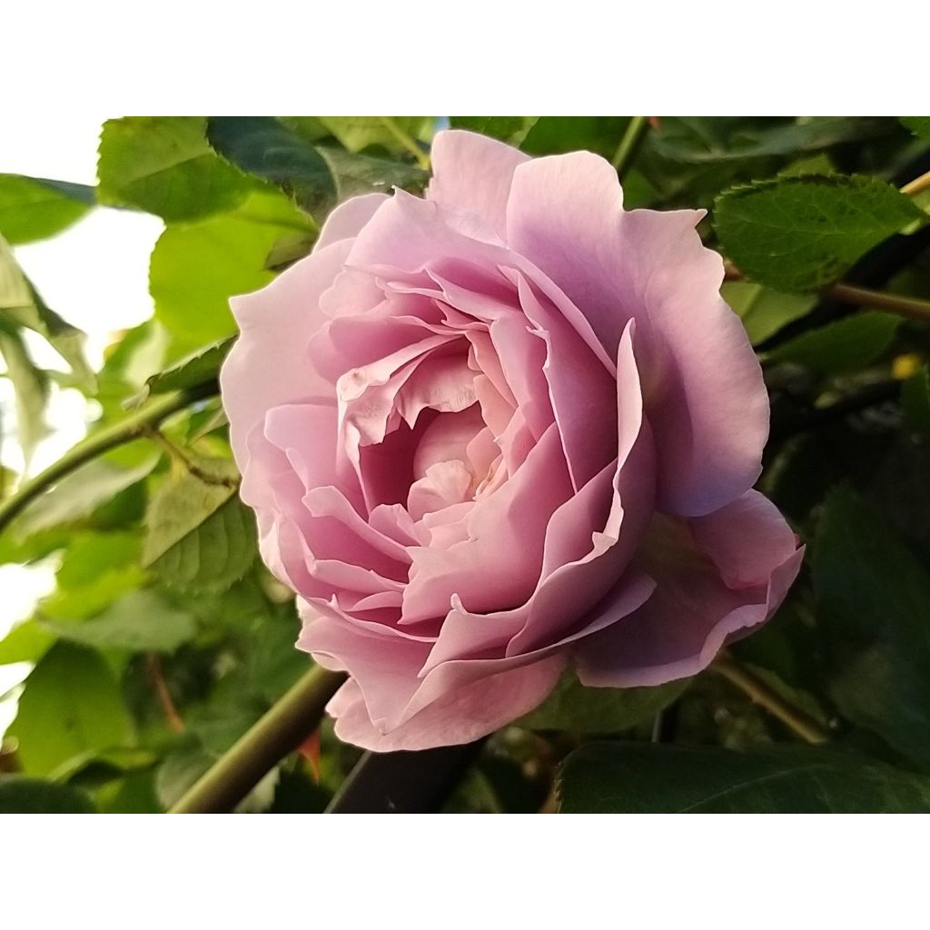 Rosal Novalis