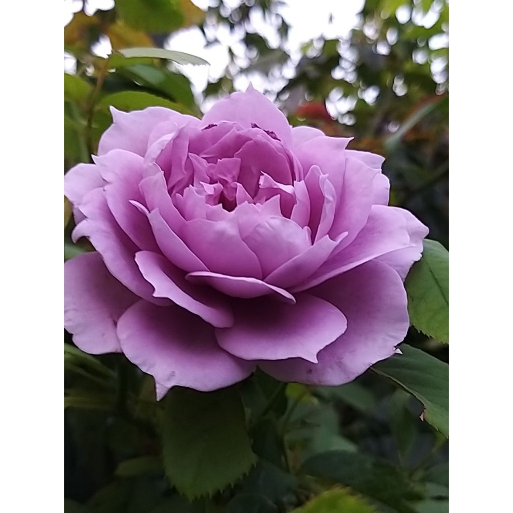 Rosal Novalis