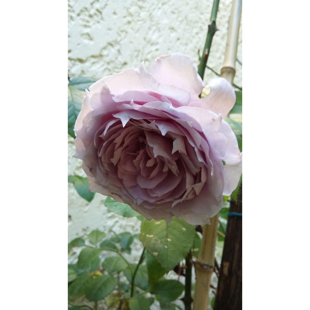 Rosal Novalis