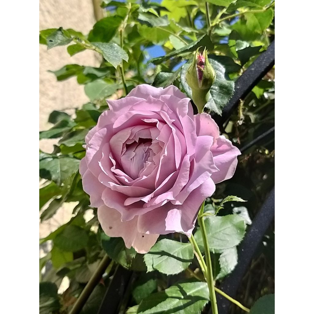 Rosal Novalis