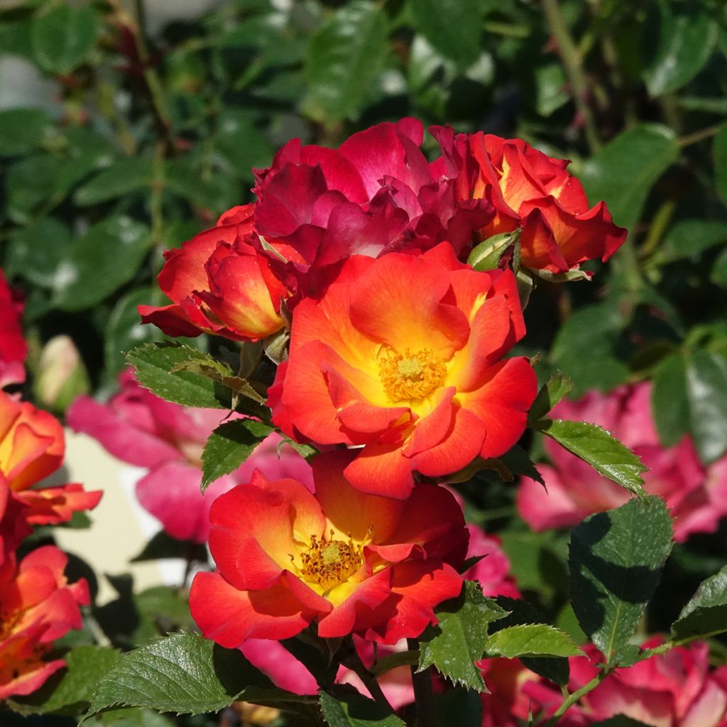 Rosal Summer of Love