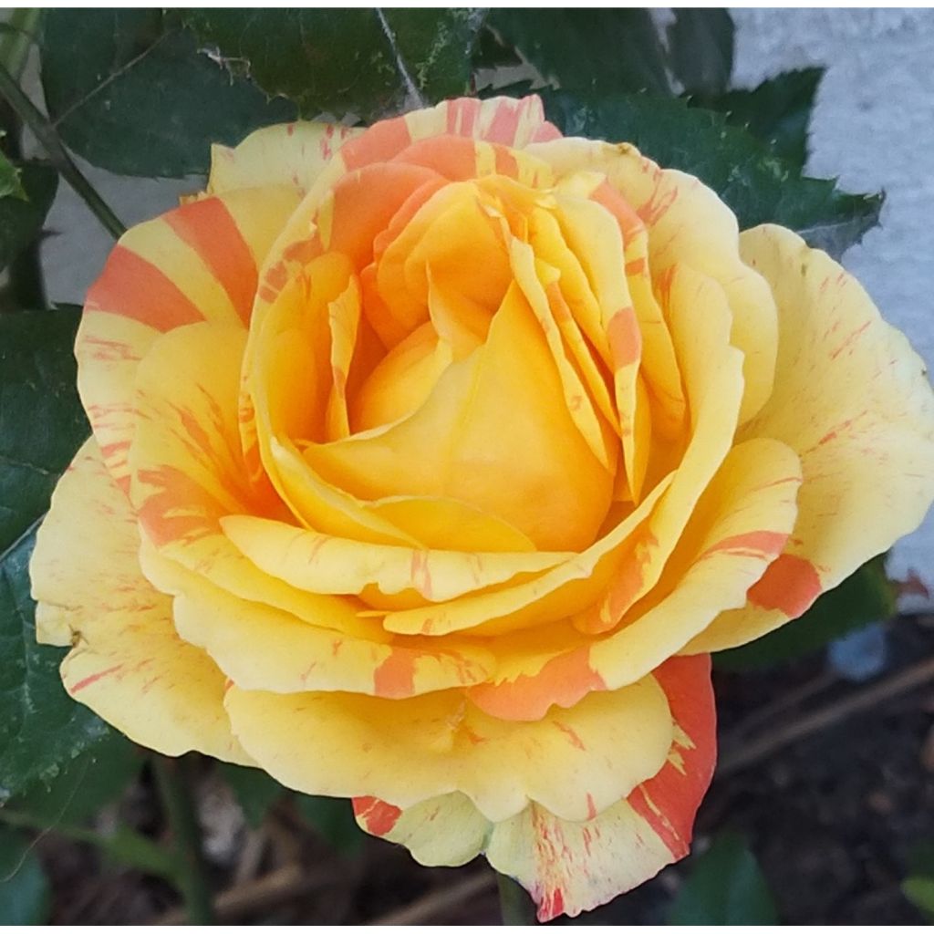 Rosal André Willemse