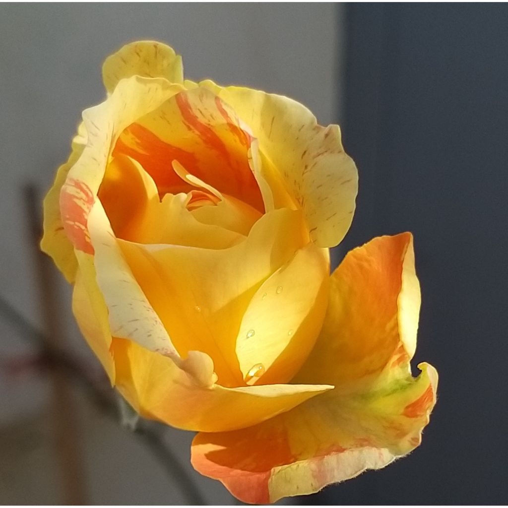 Rosal André Willemse