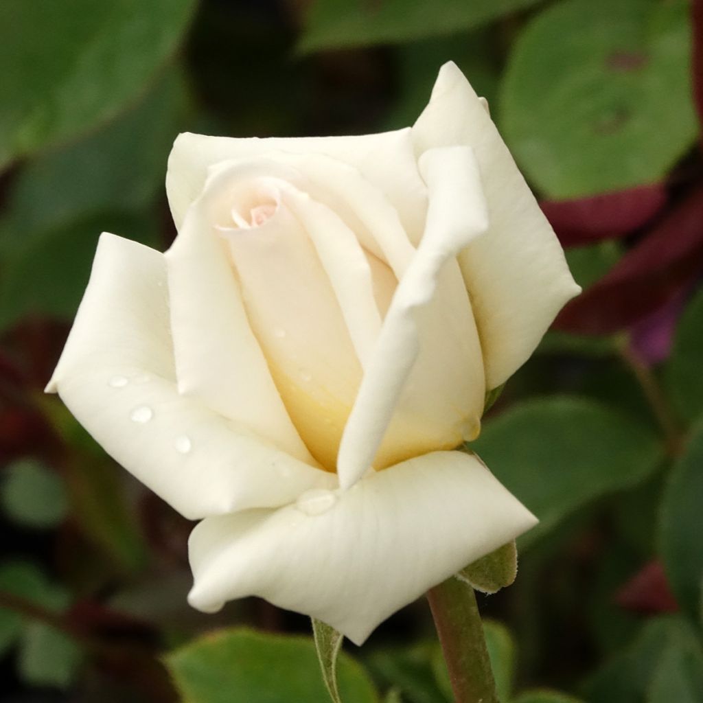 Rosal Anggun Meibokir