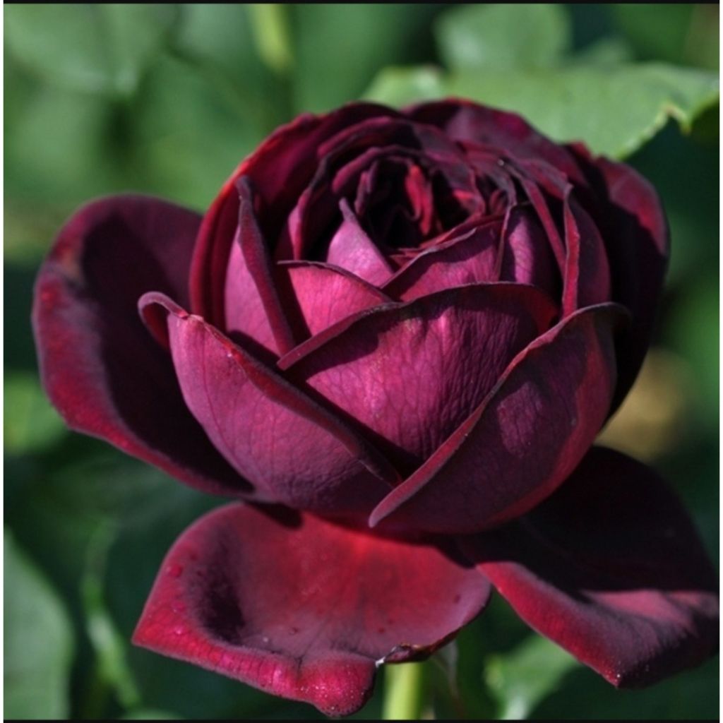 Rosal Astrid Gräfin von Hardenberg (Black Caviar)