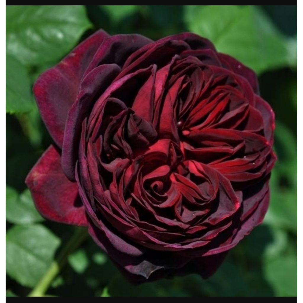 Rosal Astrid Gräfin von Hardenberg (Black Caviar)
