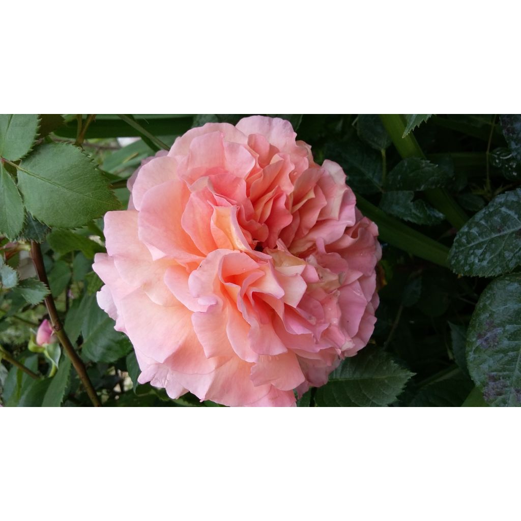 Rosal Augusta Luise