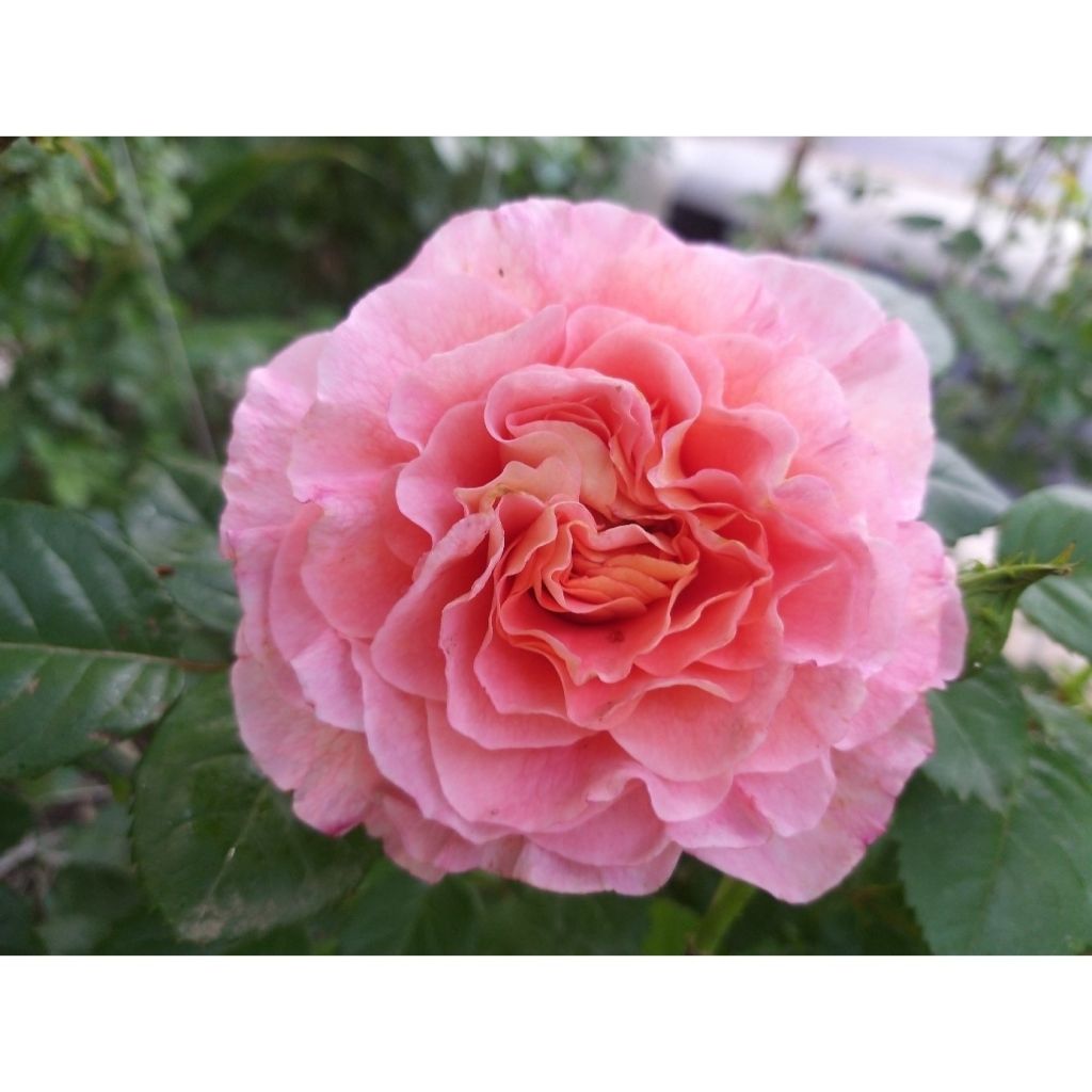 Rosal Augusta Luise