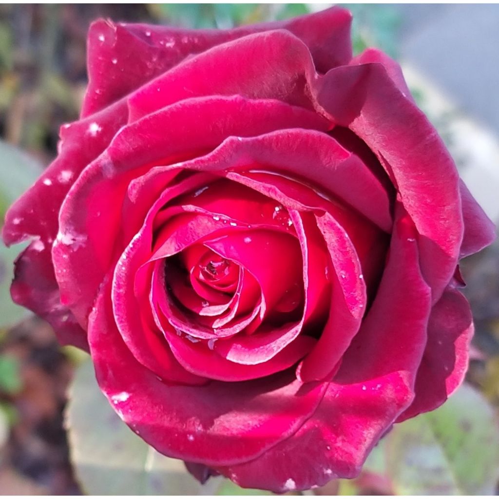 Rosal Black Baccara Meidebenne