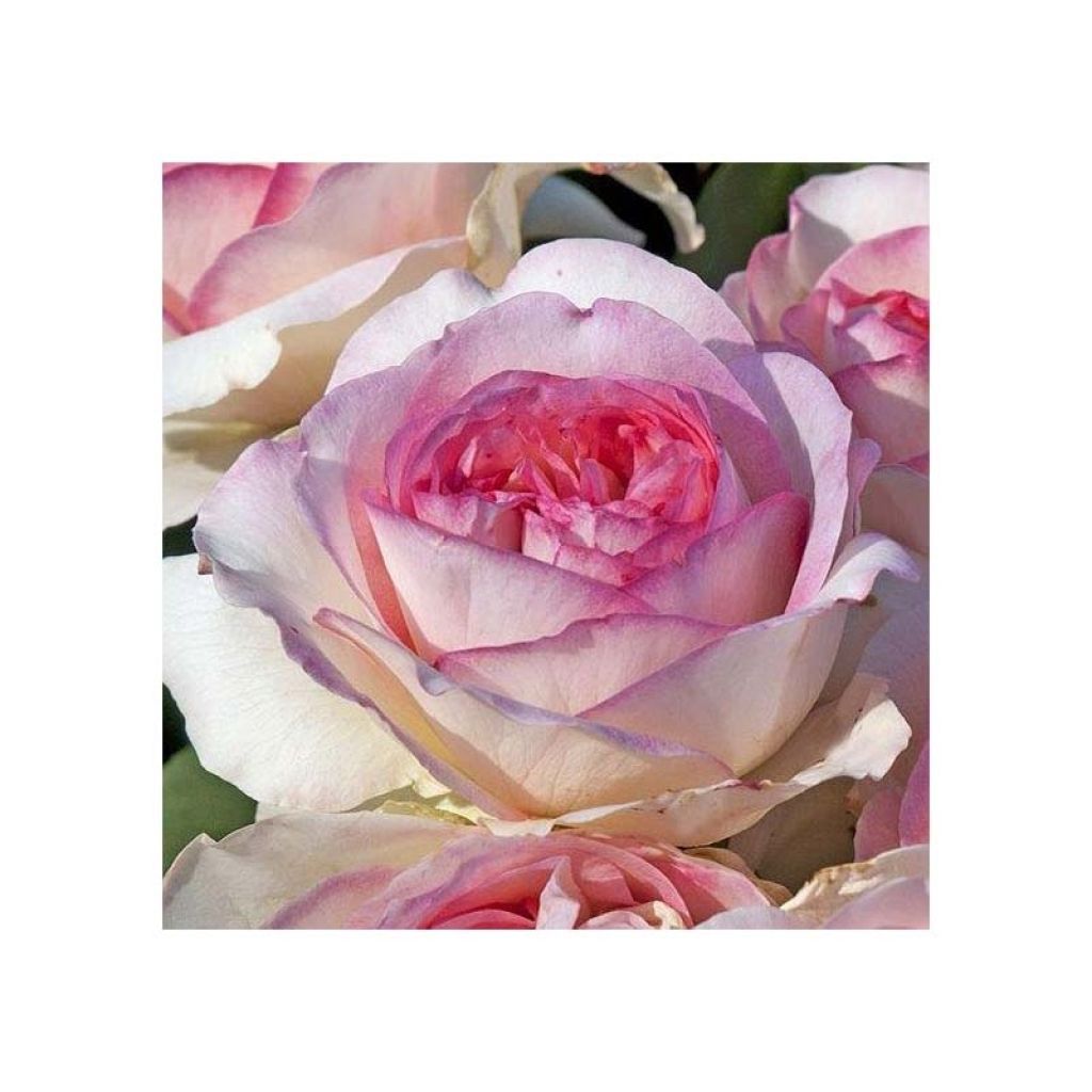 Rosal Boréale