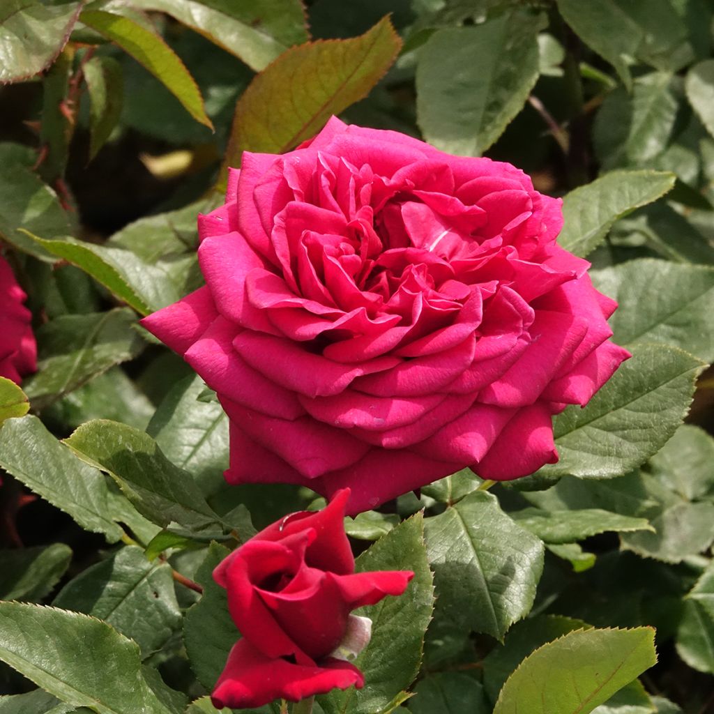 Rosal Charlotte Rampling