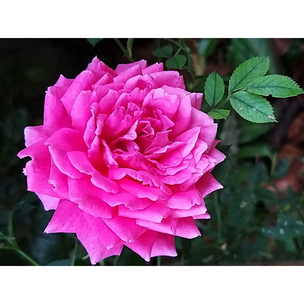 Rosal Claire Marshall