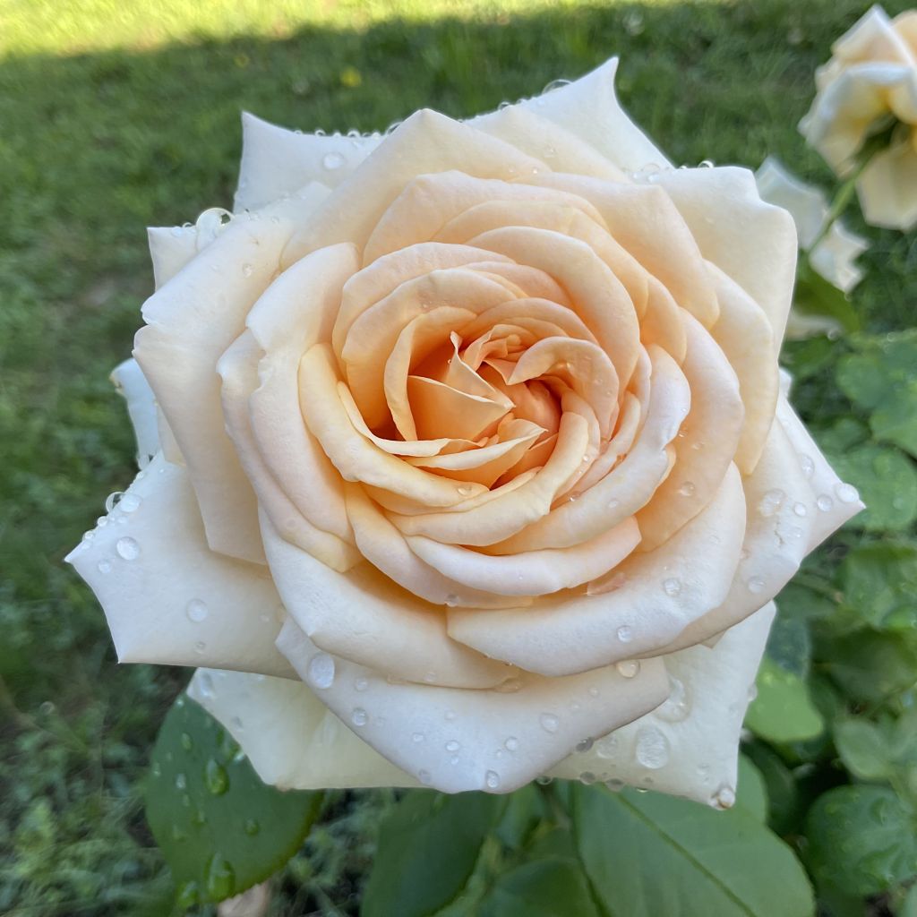 Rosal Eleganza (Courage)