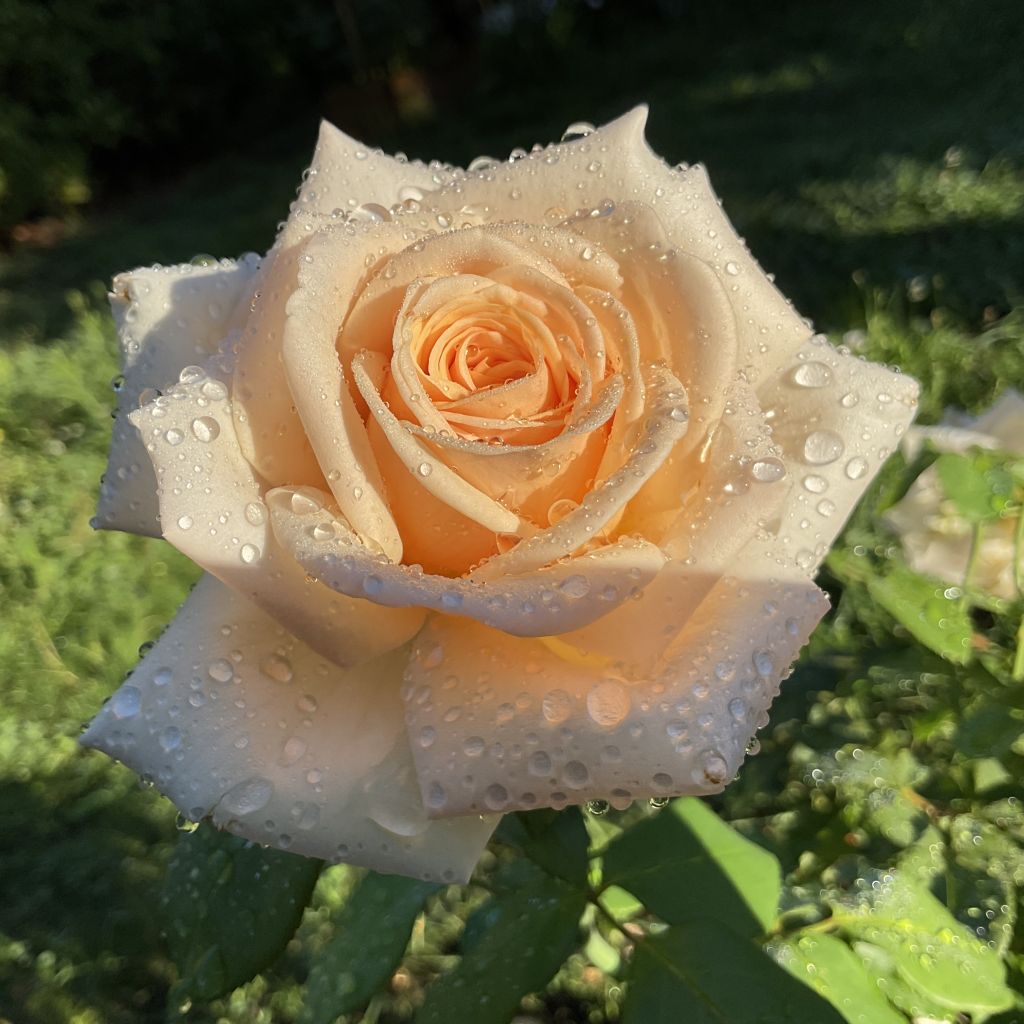 Rosal Eleganza (Courage)