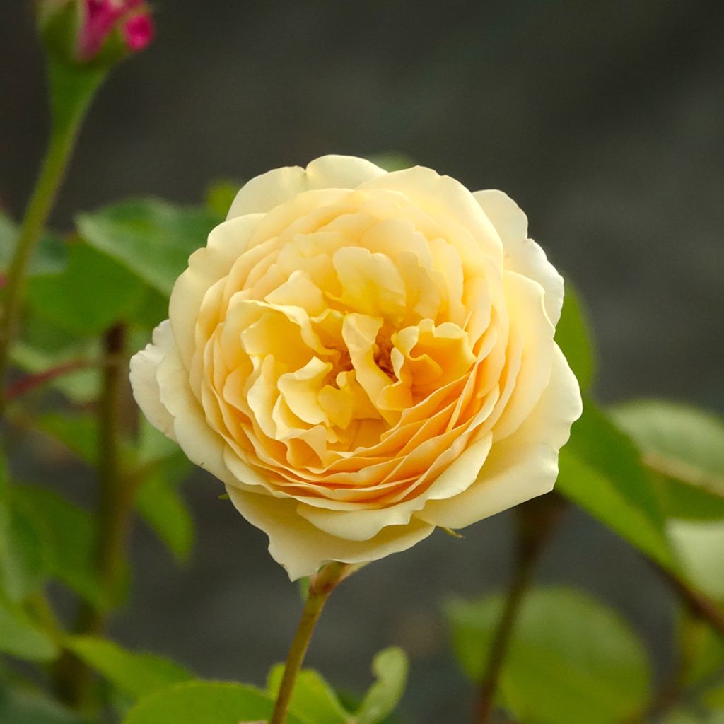 Rosal Fragrant old yellow