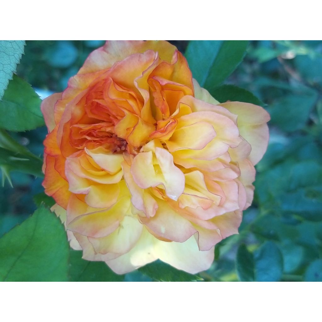 Rosal Henri Delbard