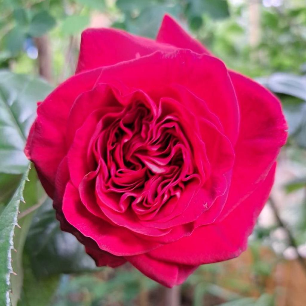Rosal La rose Monsieur