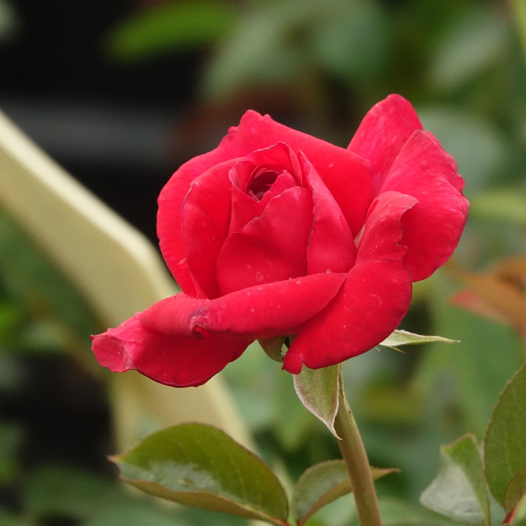 Rosal La rose Monsieur