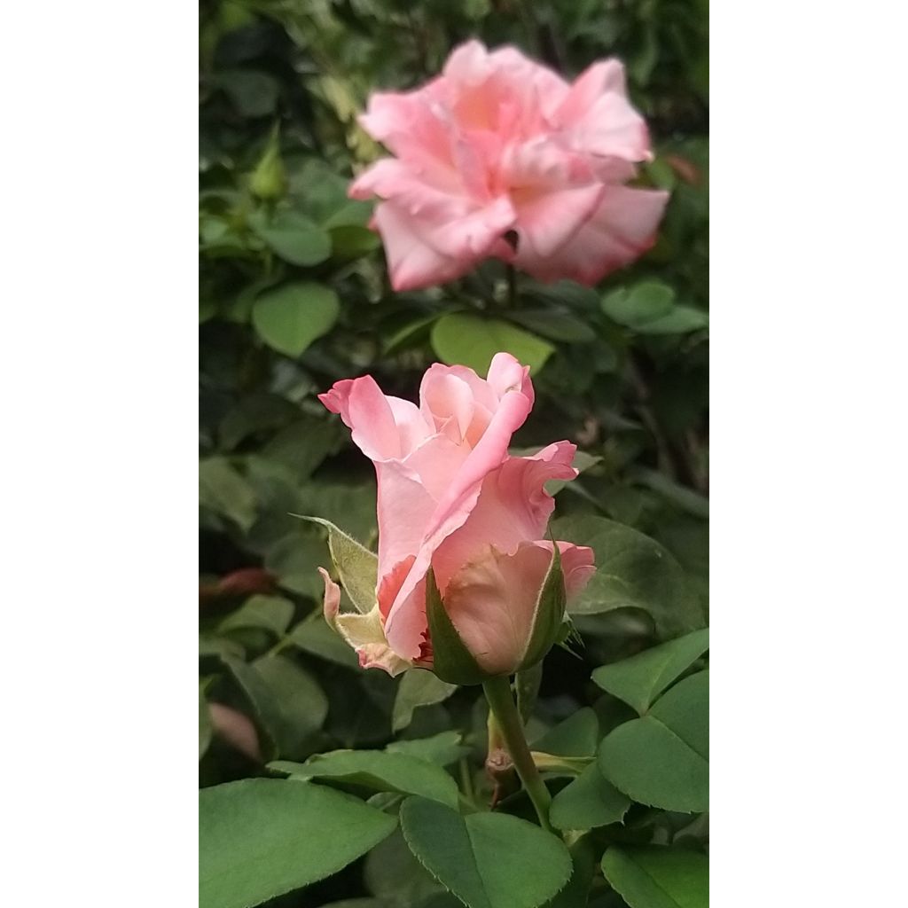 Rosal Laeticia Casta