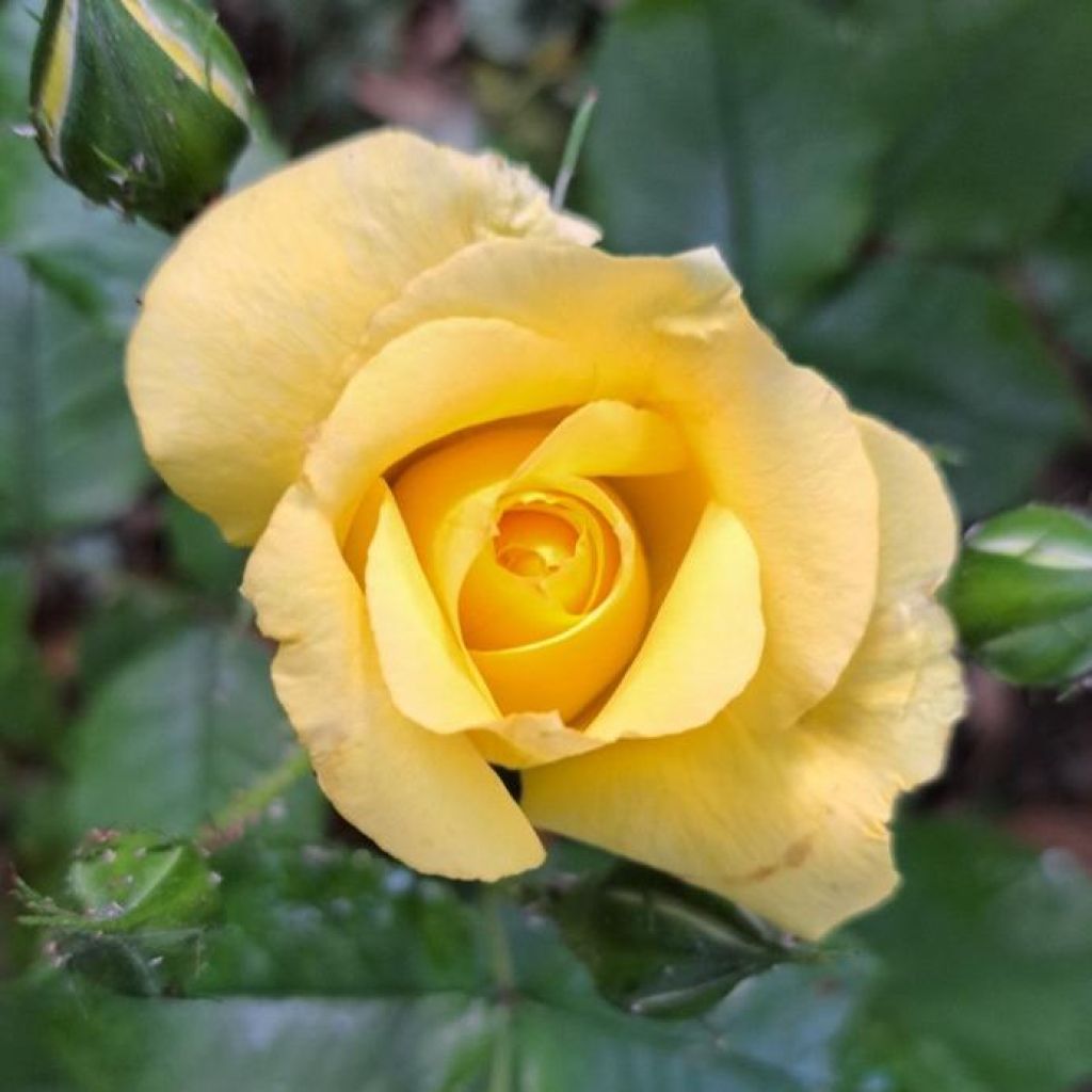 Rosal Les Années Folles La Rotonde