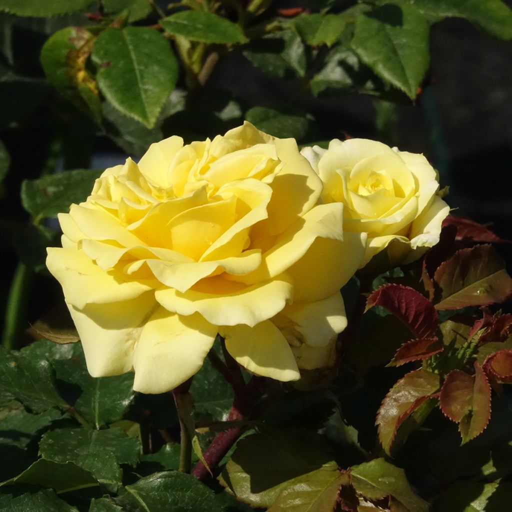 Rosal Les Années Folles La Rotonde