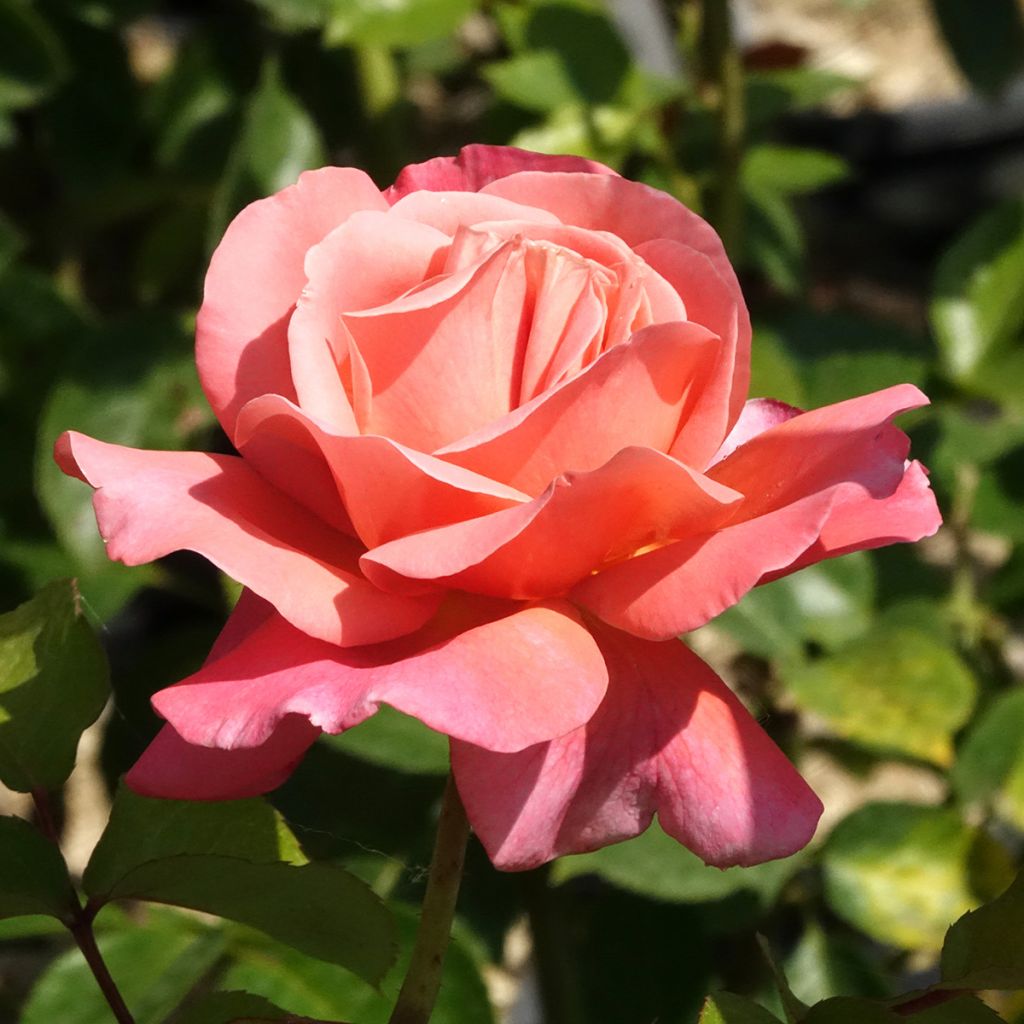 Rosal Mademoiselle Meilland