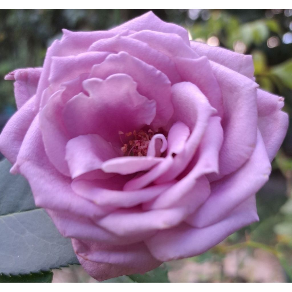 Rosal Mamy Blue