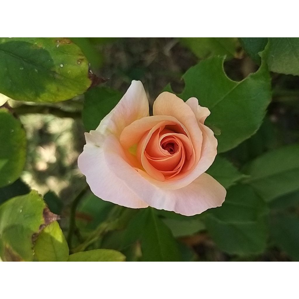 Rosal Michele Meilland
