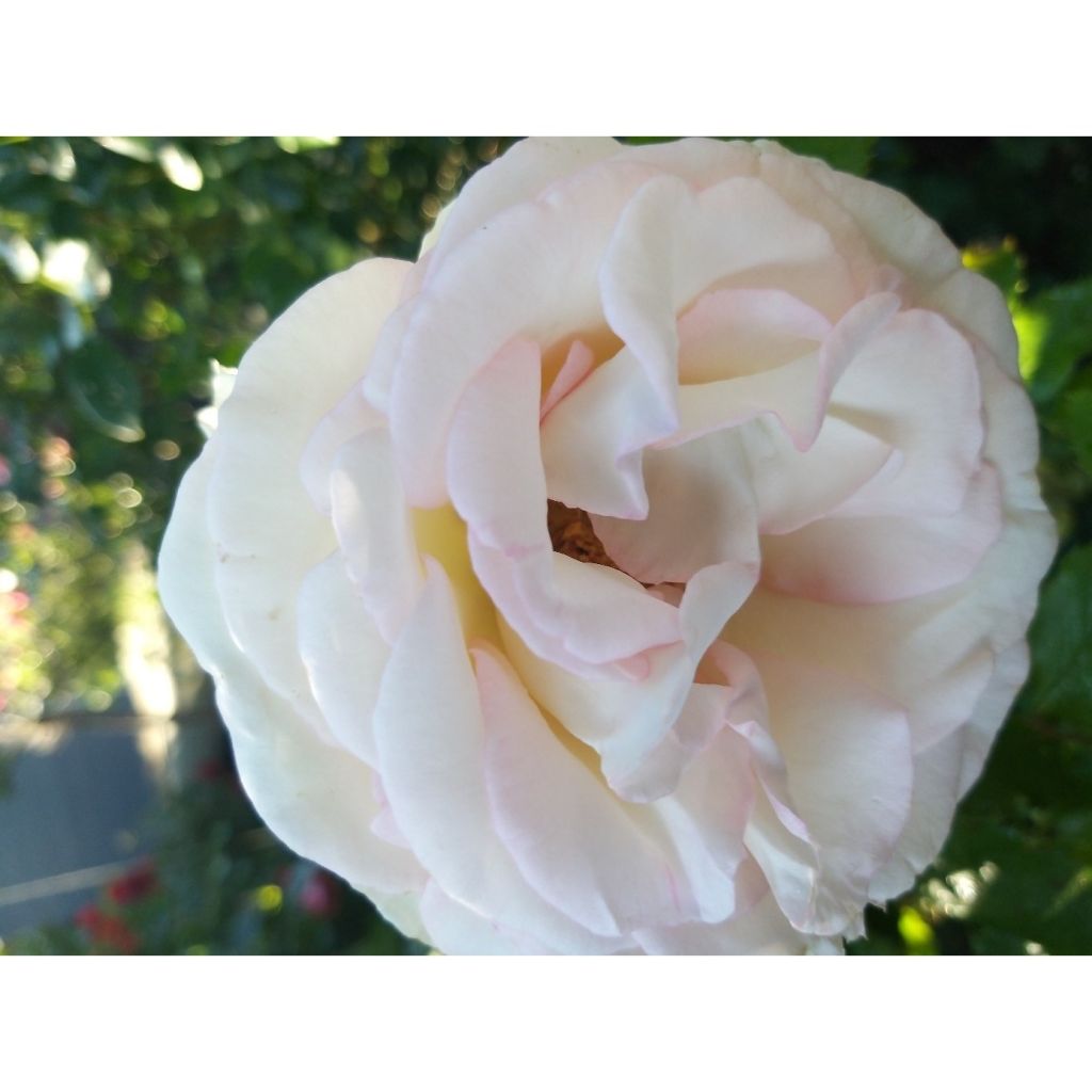 Rosal Moonstone