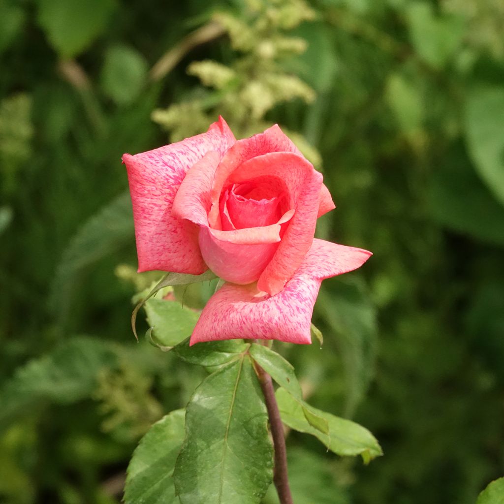 Rosa Pierre Cardin