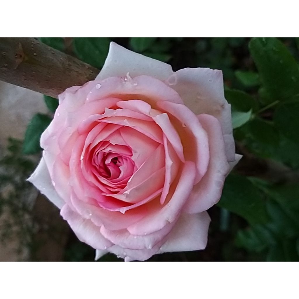 Rosal Ragazza Adalekov