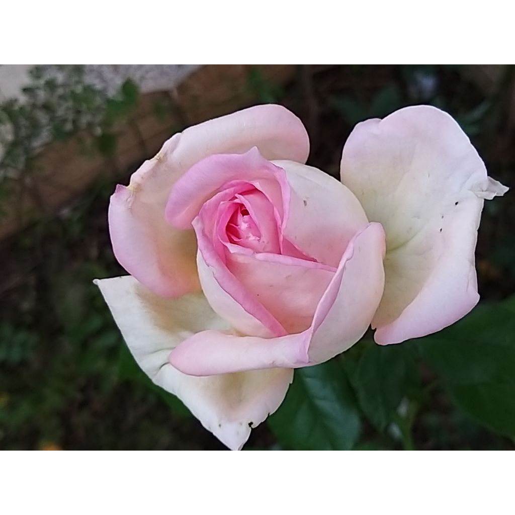 Rosal Ragazza Adalekov