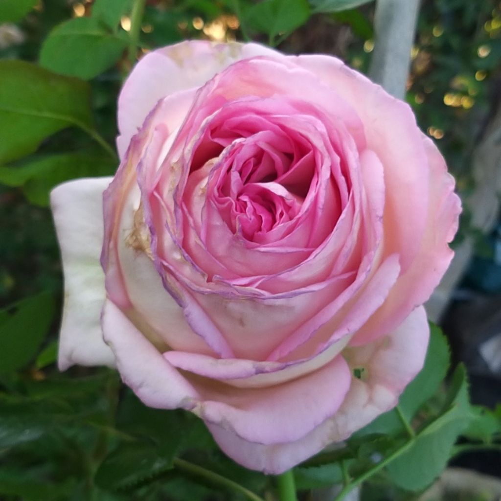 Rosal Ragazza Adalekov