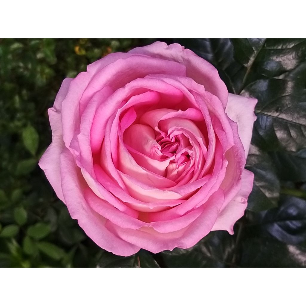 Rosal Ragazza Adalekov