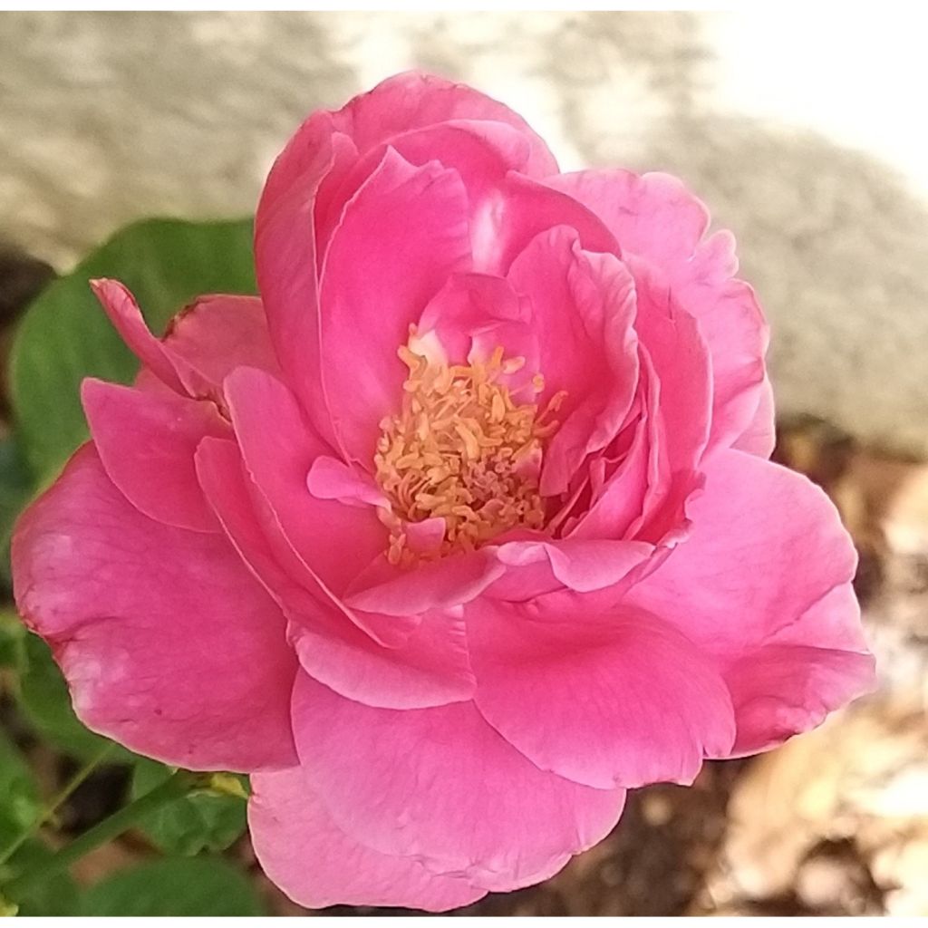 Rosal Remember