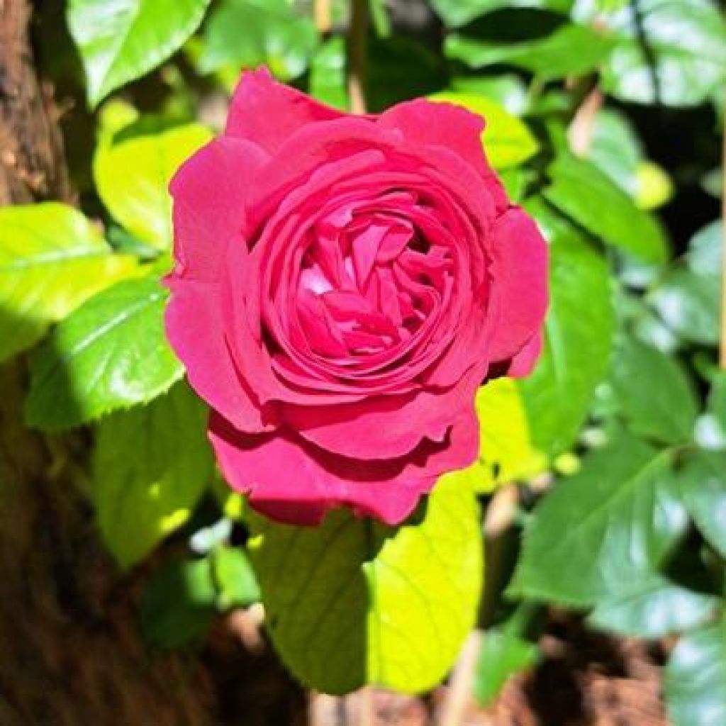 Rosal Rose Clos Vougeot