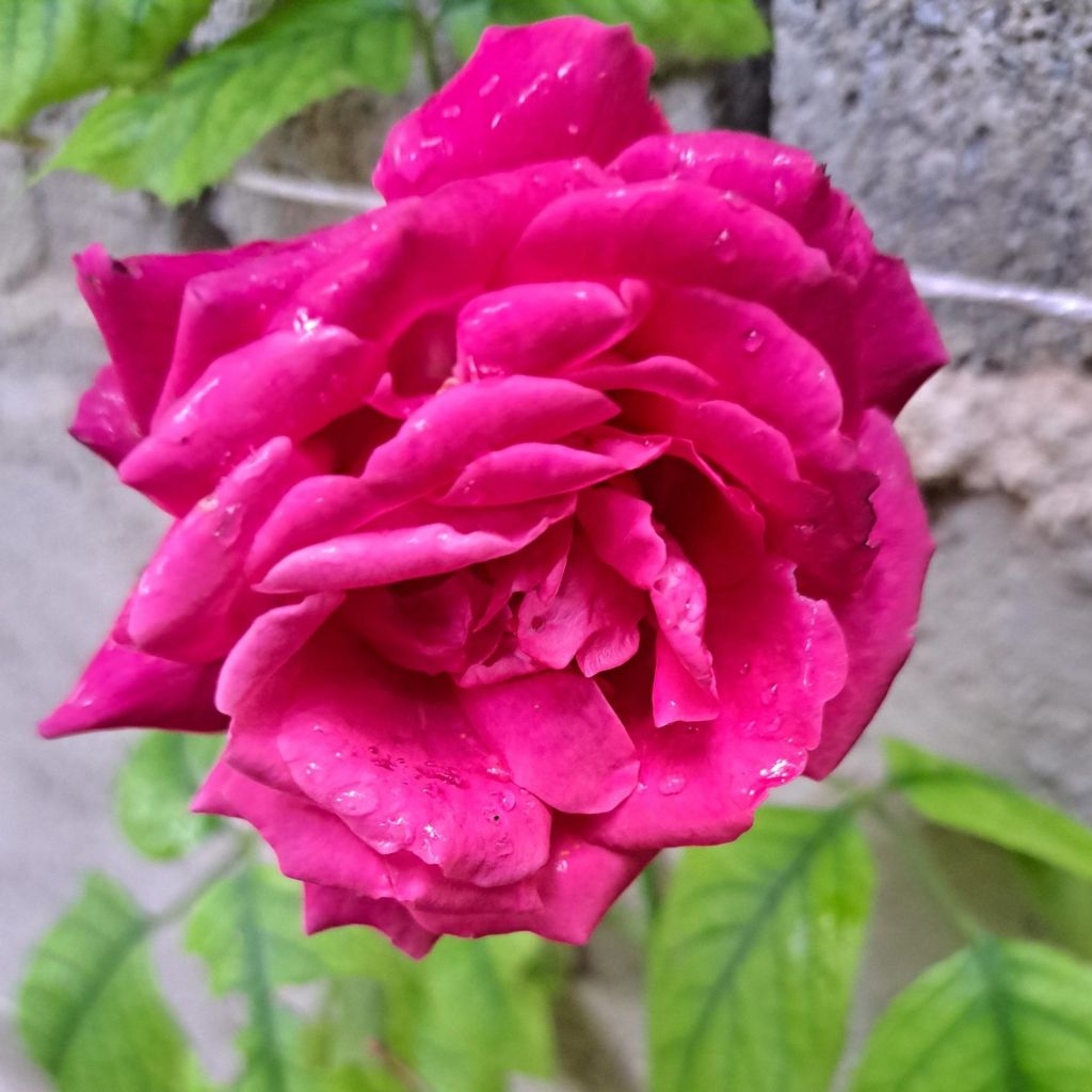 Rosal Rose Clos Vougeot