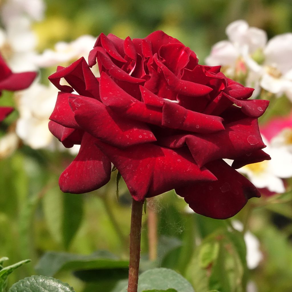 Rosal Schwarze Madonna
