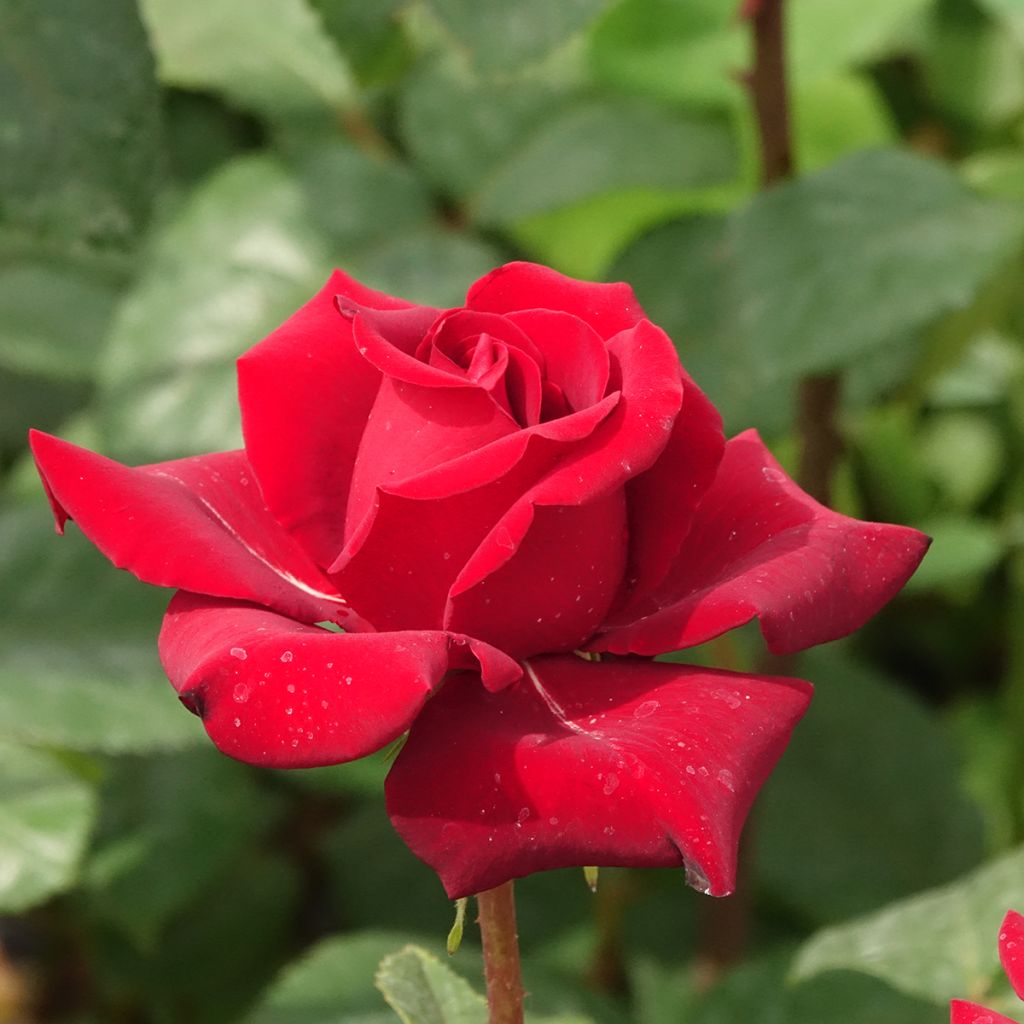 Rosal Schwarze Madonna