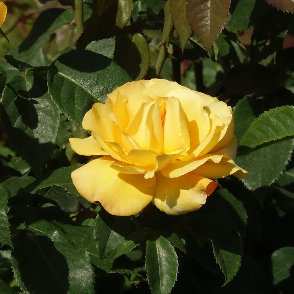 Rosal Sunny Sky