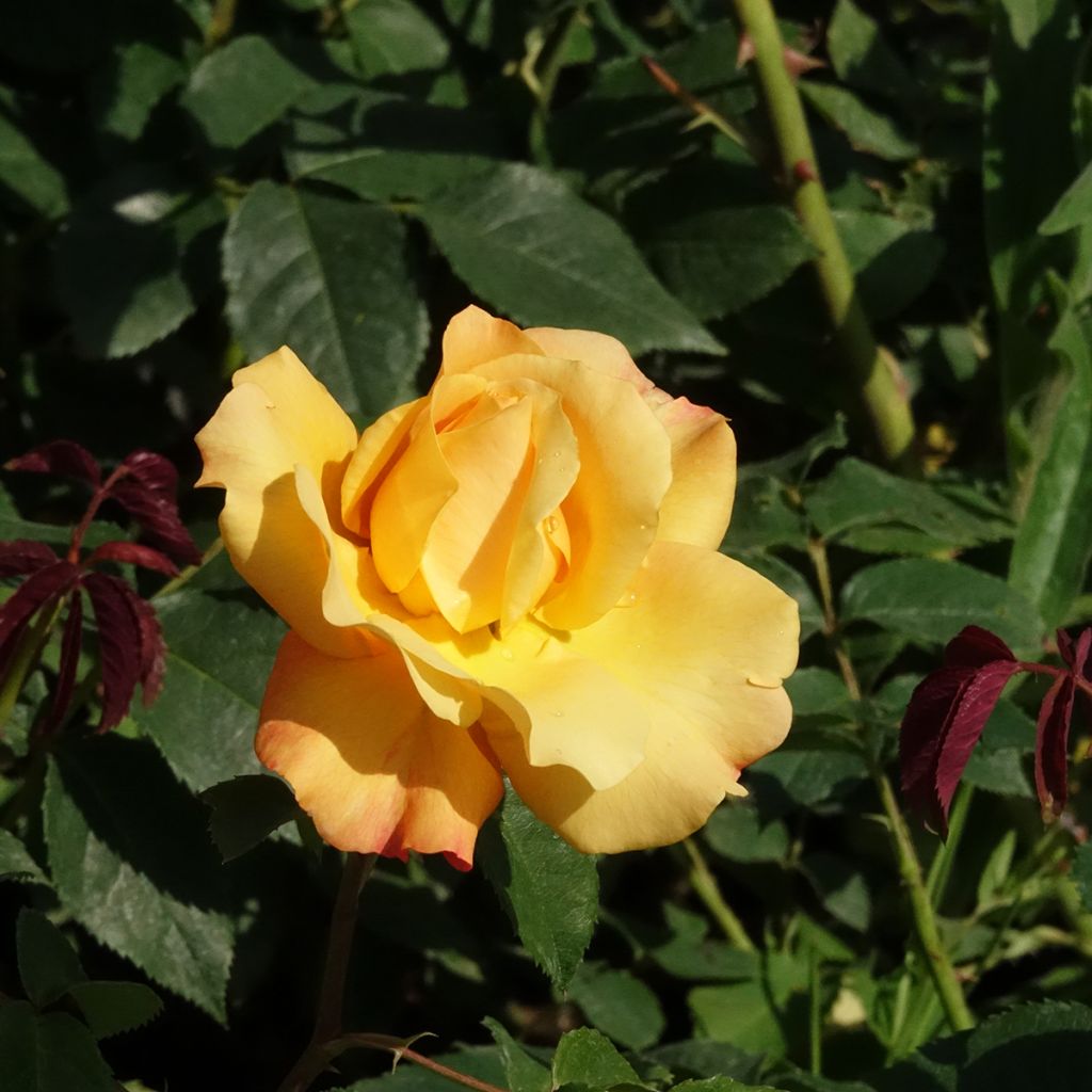 Rosal Sunny Sky