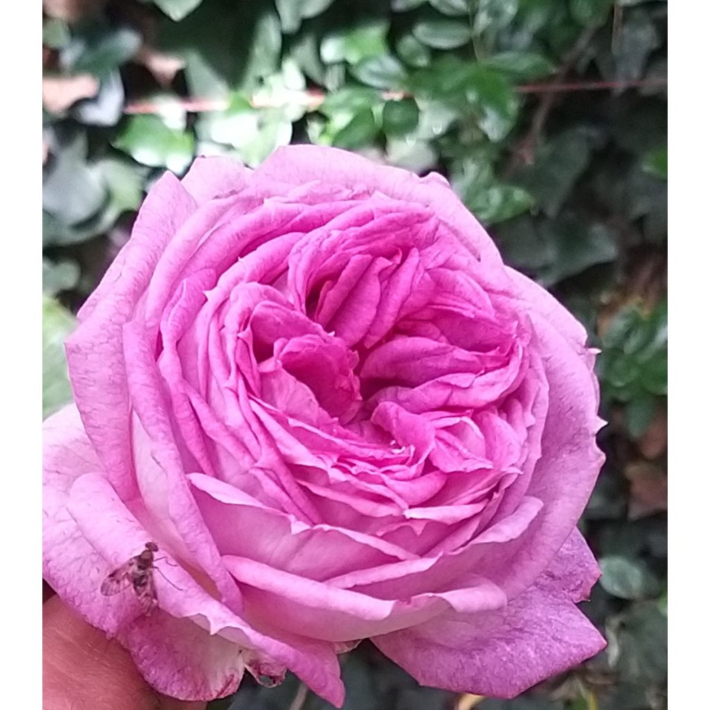 Rosal Thierry Marx