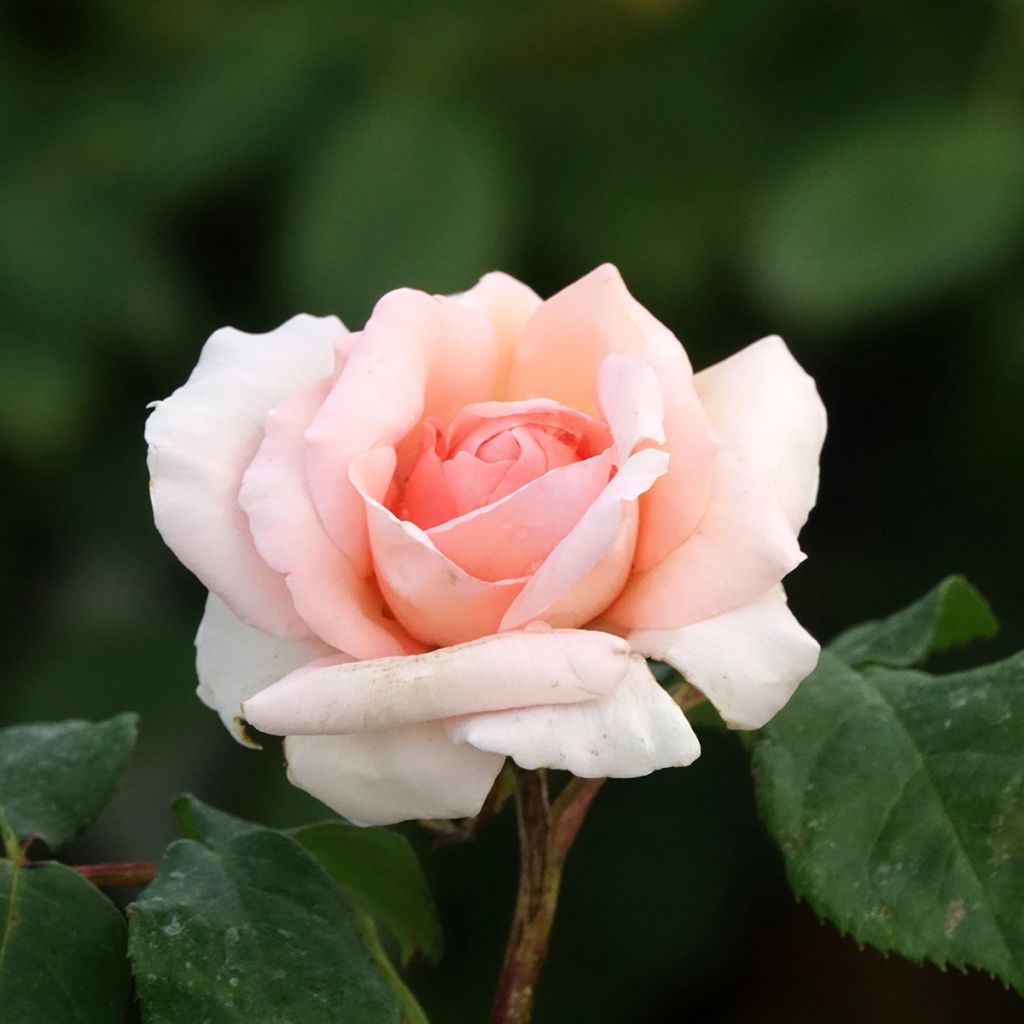 Rosal Ville de Fontenay-aux-Roses